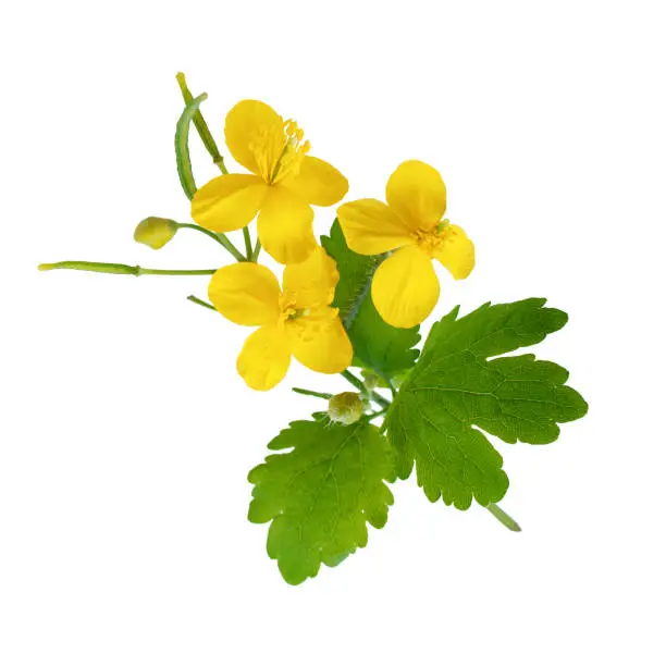 Celandine flowers with leaves isolated on white background as package design element