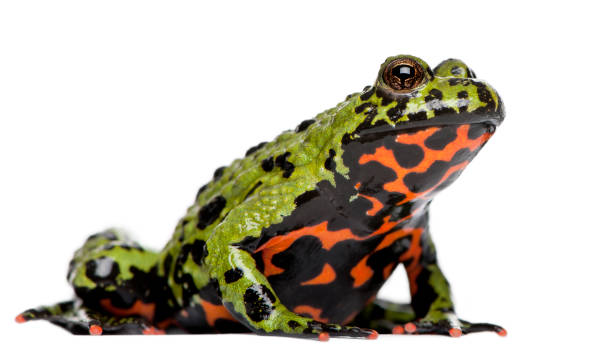 오리엔털 작업현장에-bellied 두꺼비, bombina 리스, 백색 배경 앞에 - toad green isolated white 뉴스 사진 이미지