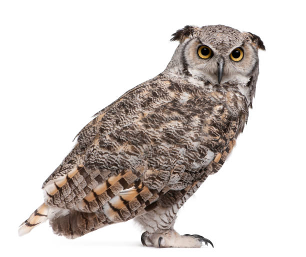 istock Great Horned Owl, Bubo Virginianus Subarcticus, in front of white background 962855704