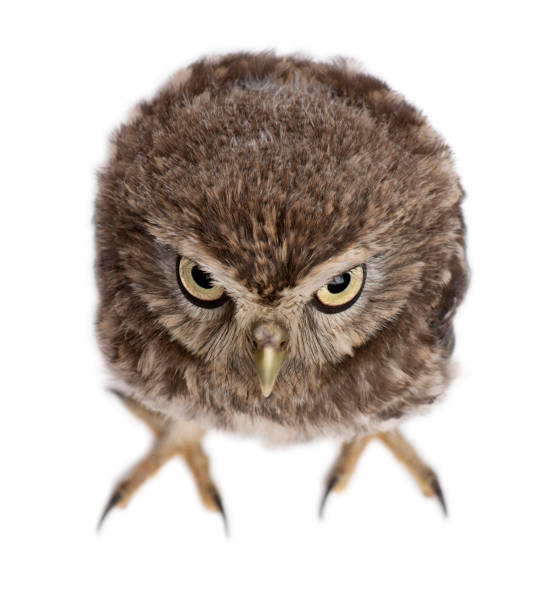 istock Young owl standing in front of white background 962858450