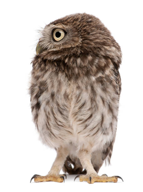 istock Young owl standing in front of white background 962858474