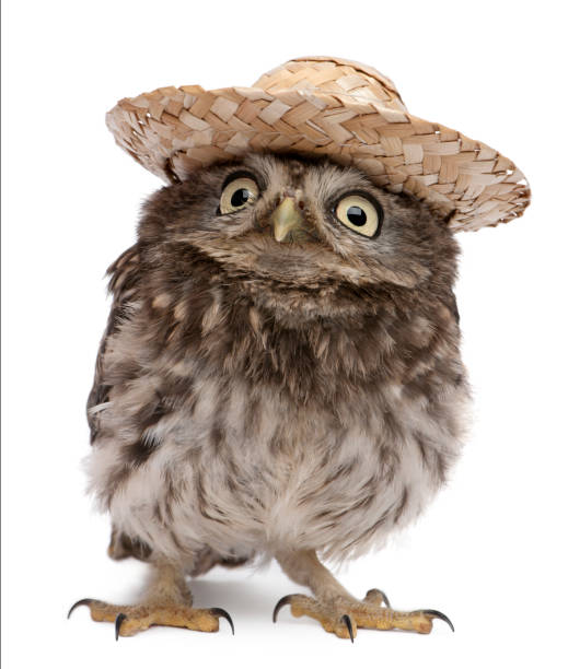 istock Young owl wearing a hat in front of white background 962858484