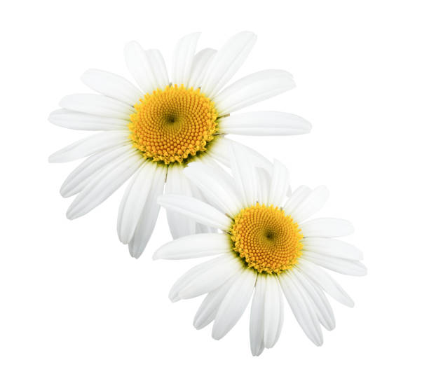 istock Daisy flowers isolated on white background 962858576