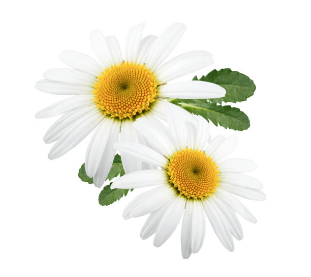 istock Daisy flowers isolated with leaves on white background 962858594