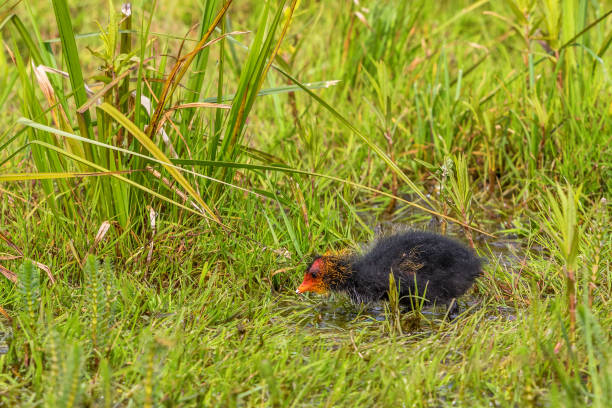 istock New born Coot Chick in grass 962858782