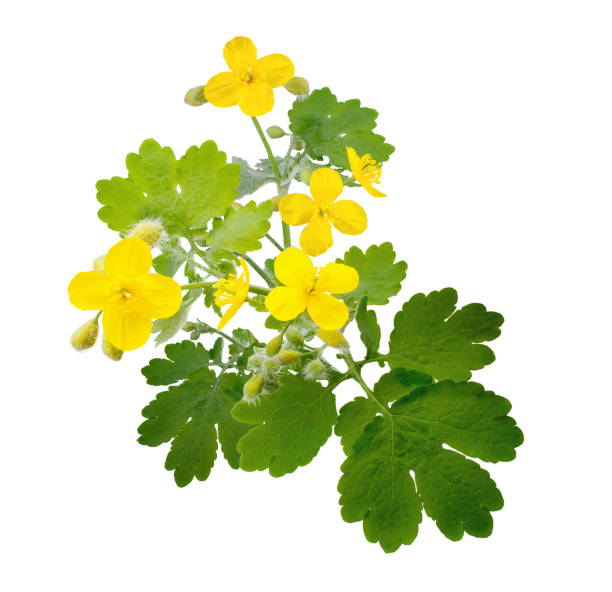 Celandine flowers with leaves isolated on white background as package design element