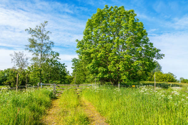 trilha curta com um portão para a plantação de árvore - grass shoulder rural scene road wildflower - fotografias e filmes do acervo