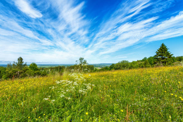 istock Blossoming summer meadow with Cirrus cloud in the sky 962859608