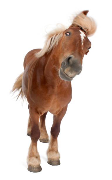 cavalo belga, belga cavalo pesado, brabancon, uma raça de cavalo de projecto, 4 anos de idade, na frente de fundo branco - belgian horse - fotografias e filmes do acervo