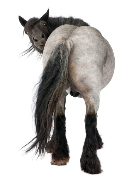 caballo belga, belga caballo pesado, brabancon, una raza de caballo de bosquejo, de pie delante de fondo blanco - belgian horse fotografías e imágenes de stock