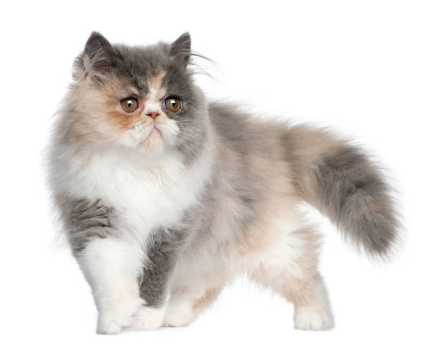 istock Persian Kitten, 3 months old, standing in front of white background 962861342
