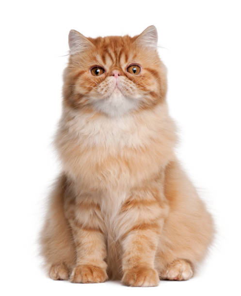 istock Persian cat, 5 months old, sitting in front of white background 962861370