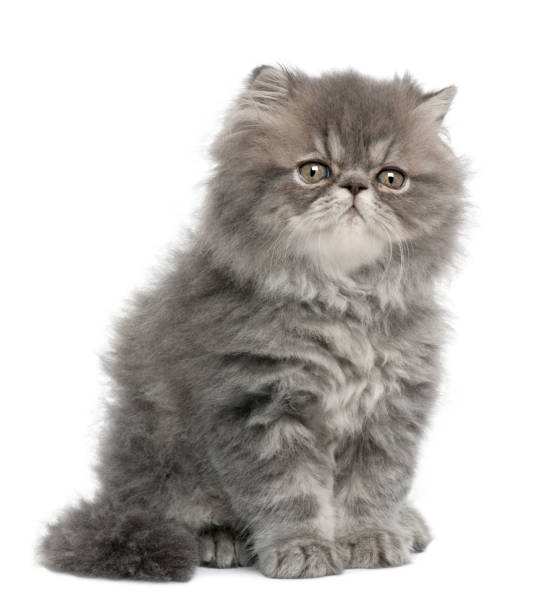 istock Persian kitten, 2 months old, sitting in front of white background 962861400