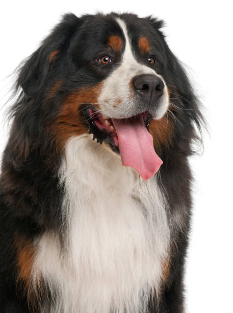 istock Bernese Mountain Dog, 3 years old, sitting in front of white background 962862020