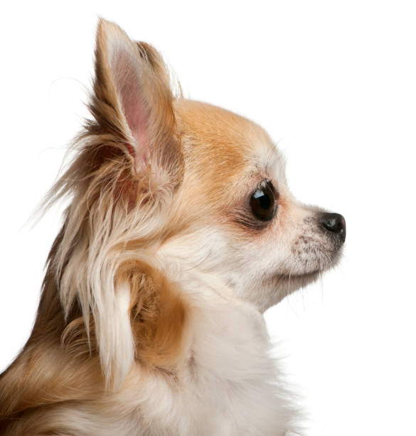 istock Chihuahua, 5 years old, in front of white background 962862210