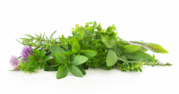 fresh garden herbs isolated on white background - parsley garnish isolated herb imagens e fotografias de stock