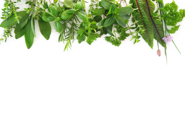 istock Fresh garden herbs isolated on white background 962862270