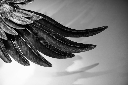 large feather wing in black and white