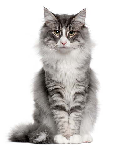 Grey color British Shorthair cat portrait in the studio