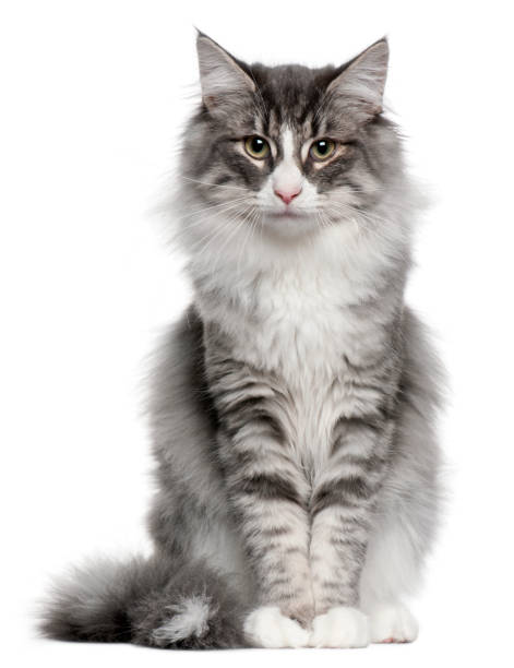 Norwegian Forest Cat (5 months old) Norwegian Forest Cat (5 months old) norwegian culture photos stock pictures, royalty-free photos & images