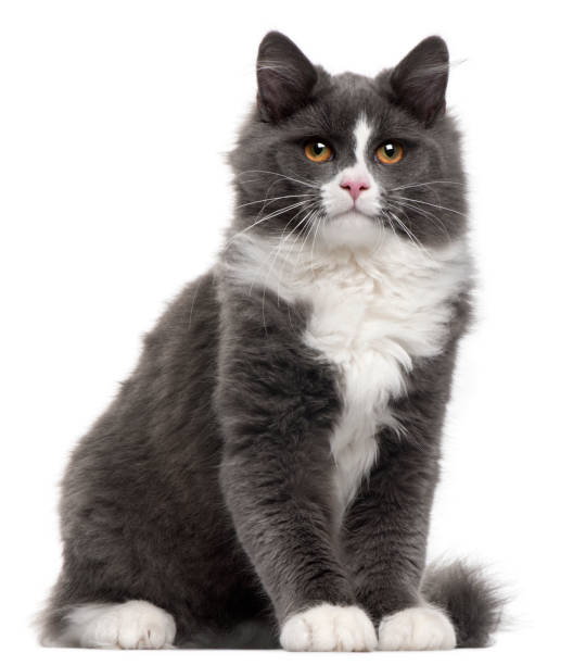 istock Grey and white cat, 5 months old, sitting in front of white background 962862612