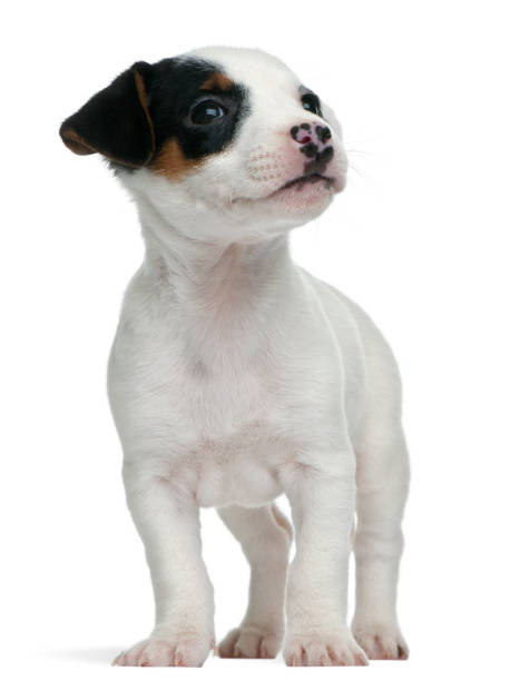 istock Jack Russell Terrier puppy, 7 weeks old, standing in front of white background 962862736
