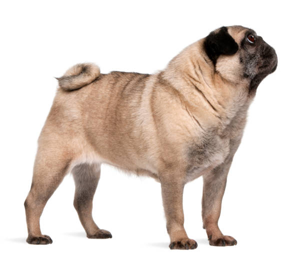 Old pug (6 years old) Old pug (6 years old) pug photos stock pictures, royalty-free photos & images