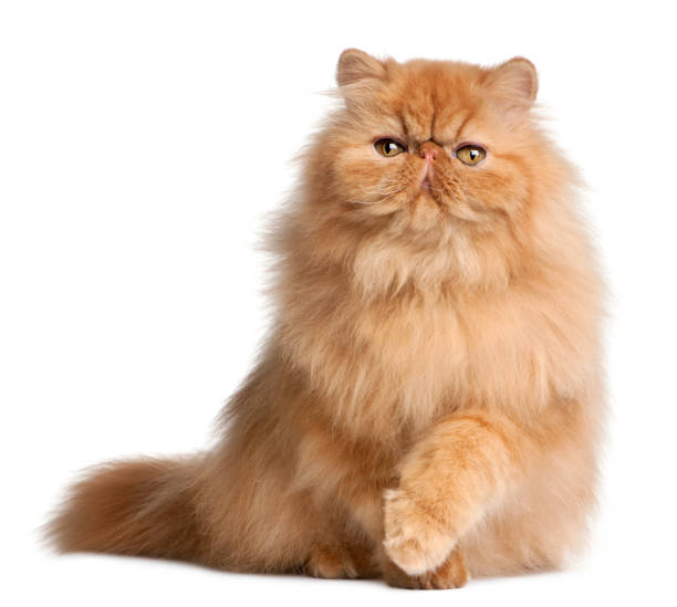 페르시아 (6 개월) - animal fur domestic cat persian cat 뉴스 사진 이미지