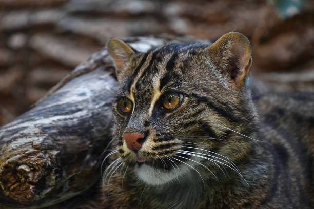 istock Close-Up Of Wild Cat 962863388