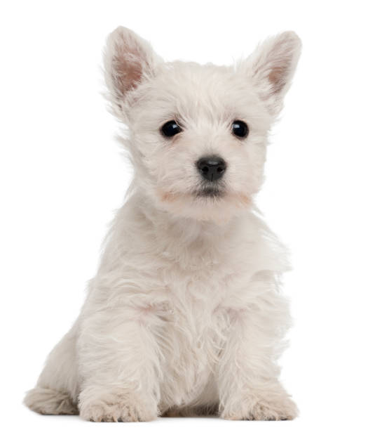istock West Highland Terrier puppy (7 weeks old) 962863666