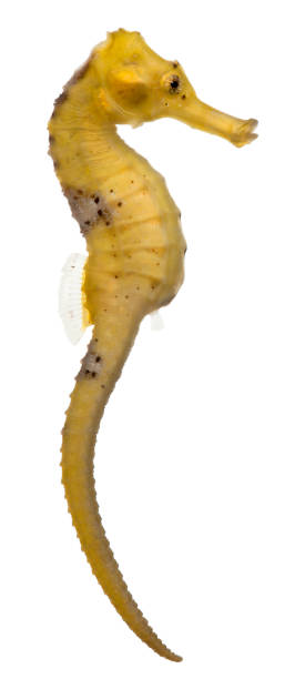 longsnout seahorse or slender seahorse  - Hippocampus reidi yellowish   /  yellowish is the color longsnout seahorse or slender seahorse  - Hippocampus reidi yellowish   /  yellowish is the color longsnout seahorse hippocampus reidi stock pictures, royalty-free photos & images