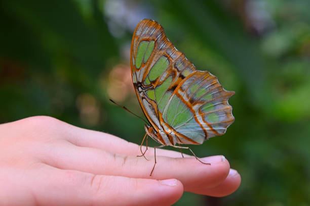 istock Close-Up Of Hand Holding Butterfly 962866208