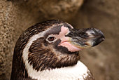 portr%C3%A4t-eines-humboldt-penguin.jpg?