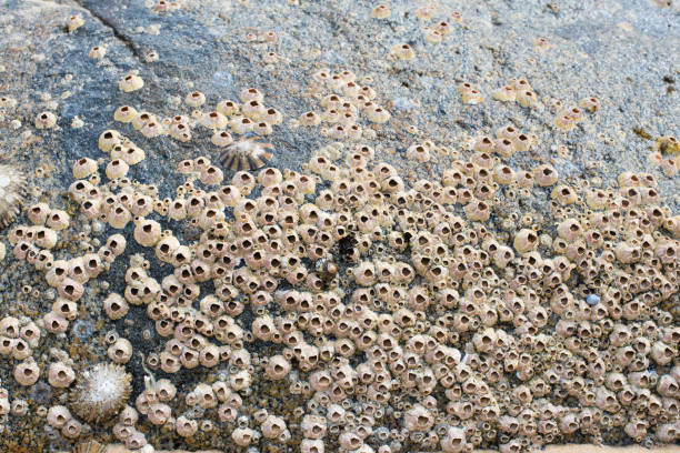 istock Close-Up Of Barnacles On Rock 962869482