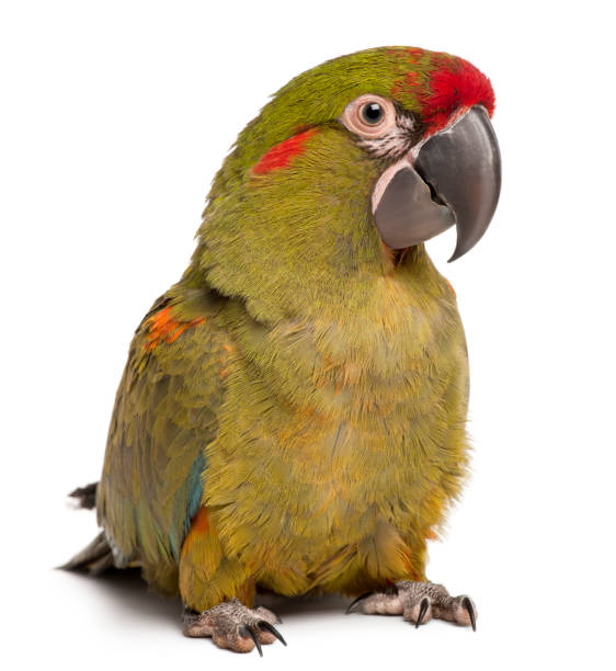 istock Red-fronted Macaw, Ara rubrogenys, 6 months old, in front of white background 962869506