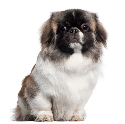 Pekingese (9 months old)