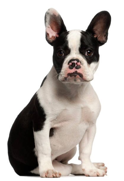 istock French Bulldog puppy (6 months old) 962870018