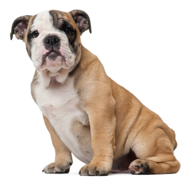 istock English Bulldog puppy (11 weeks old) 962870184