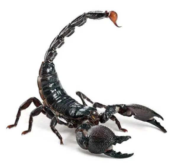 Photo of emperor scorpion - Pandinus imperator (1 year old)