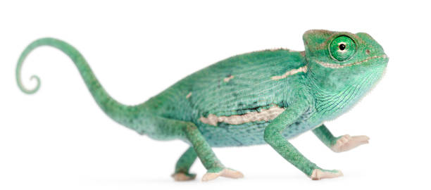 istock Smiling Young veiled chameleon, Chamaeleo calyptratus 962870318