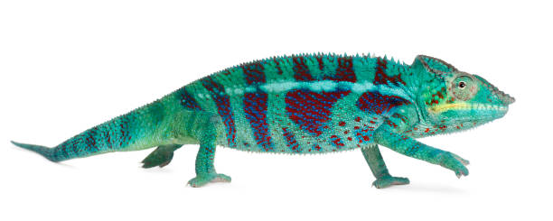 istock Panther Chameleon Nosy Be - Furcifer pardalis 962870330