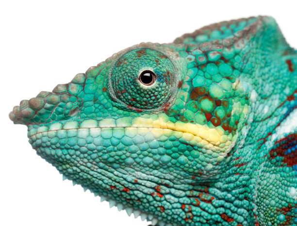 istock Panther Chameleon Nosy Be - Furcifer pardalis 962870360