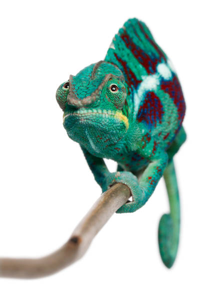 istock Panther Chameleon Nosy Be - Furcifer pardalis 962870374