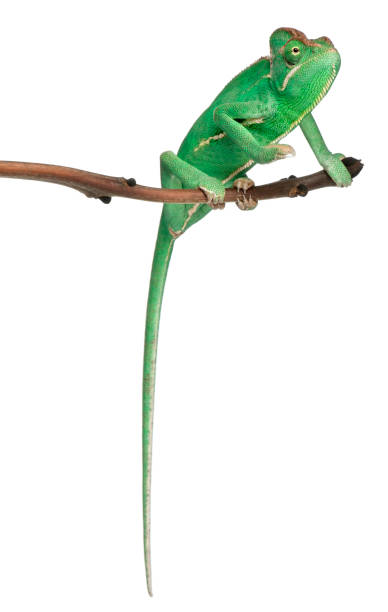 istock Young veiled chameleon, Chamaeleo calyptratus 962870392
