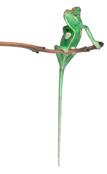 istock Young veiled chameleon, Chamaeleo calyptratus 962870416