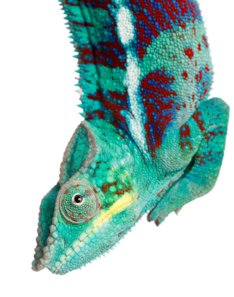 istock Panther Chameleon Nosy Be - Furcifer pardalis 962870424