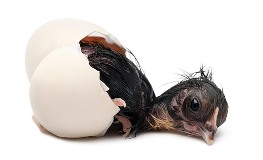 Barbudo chick Appenzeller pollo (Gallus gallus domesticus) sólo nacieron fuera de su huevo photo