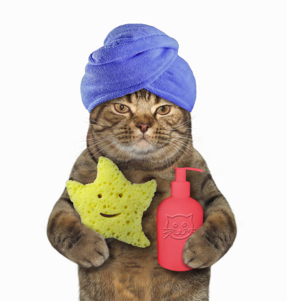 istock Cat in the blue turban with shampoo and a sponge 962870696