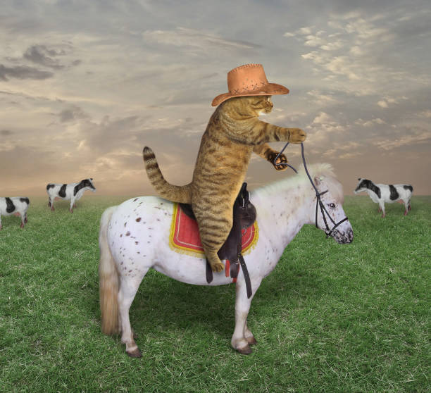 istock Cat cowboy grazes his cows 2 962870738