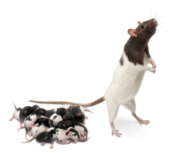 istock Fancy Rat next to its babies and looking away 962870774
